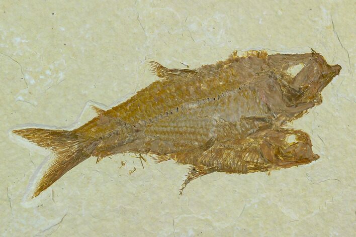 Two Fossil Fish (Knightia) - Green River Formation, Wyoming #122765